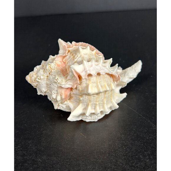 Conch Sea Shell Spiked Murex Seashell Nautical Beach Home Decor White Pink - Picture 2 of 6